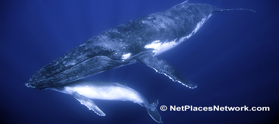 Learn about the threats faced by the largest animals on the planet and what that means to you personally in Whales Signal Mankind.