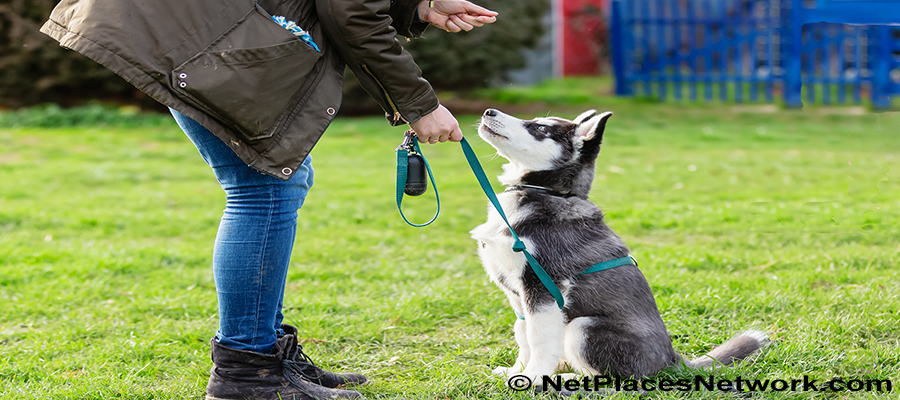 A PASSION FOR FOSTERING PUPPIES: Why it is psychologically beneficial to rescue or provide a foster home for castaway pets, especially dogs that seem to understand and know how to return the love...