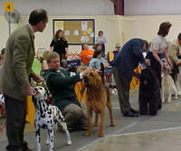 Handlers Exhibiting At Dog Show