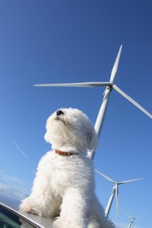 THE FUTURE OF DOG SHOWS