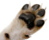 LEARN TO TRIM, GRIND, FILE, and CUT CANINE TOENAILS