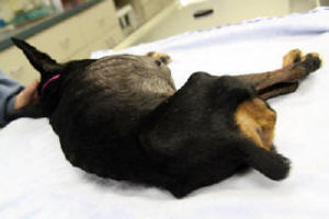 MINIATURE PINSCHER RESCUE