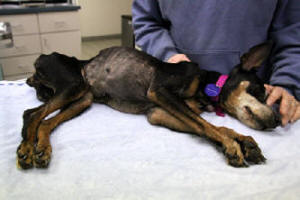 SEVERELY STARVED & ABUSED MINPIN