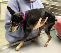 OLD BUT PRECIOUS MINIATURE PINSCHER