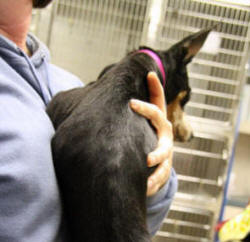 MINIATURE PINSCHER RESCUED TOO LATE