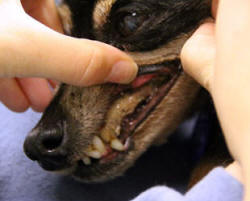 ADVANCED DENTAL DISEASE - TOOTHACHE FROM HELL!