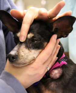 PRECIOUS MINPIN HAS CANCER