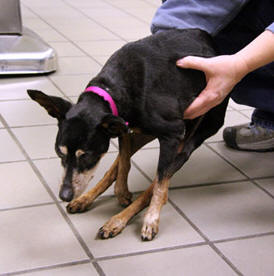 ABUSED & BATTERED MINIATURE PINSCHER