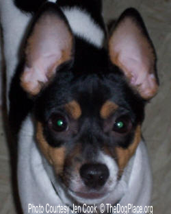 CHOMPY, A TOY FOX TERRIER THAT DOESN'T BITE ANYONE