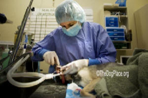 Homeopathic Remedies help your dog through surgery