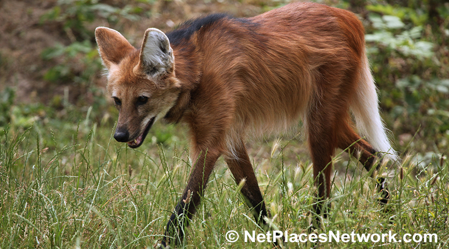 What carnivore has a mane like a horse, is taller than a Great Dane and is neither wolf nor dog but is actually its own weird species? The Maned Wolf.