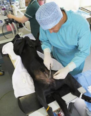 SPAY & NEUTER (CASTRATION) SURGERY