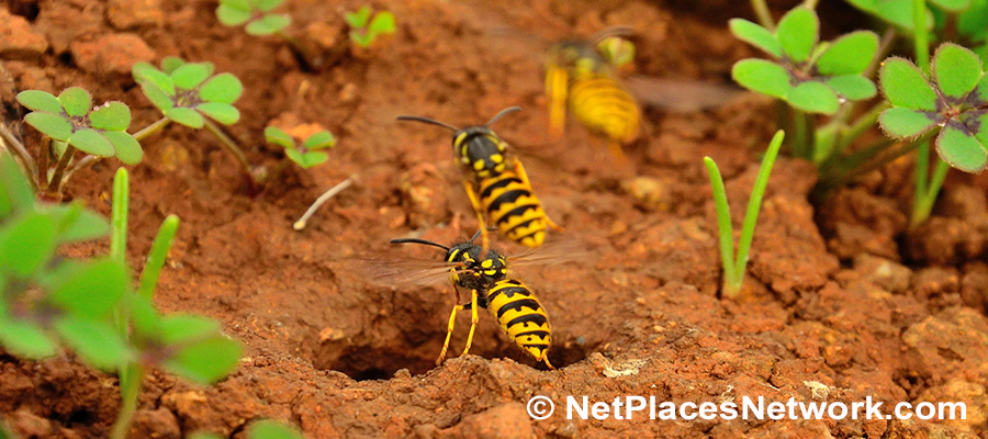 Where to look for deadly yellow jackets, hornets, wasp nests, even in the ground where dogs and children roll and play. How to check property for any sign of nests!