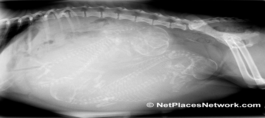 X-RAY OF PREGNANT DOG: The canine fertility study revealed reasons for increased mating problems, flakey seasons, litter rejection or small litter size in purebred dogs.