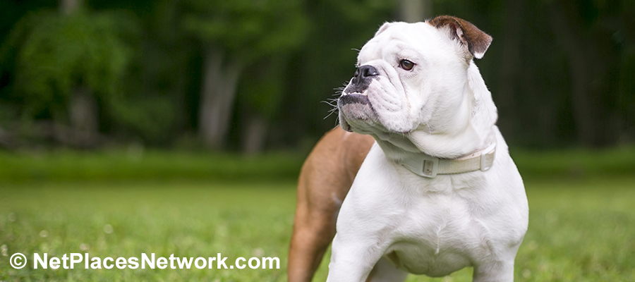 Snub-Nosed Dogs > English Bulldog