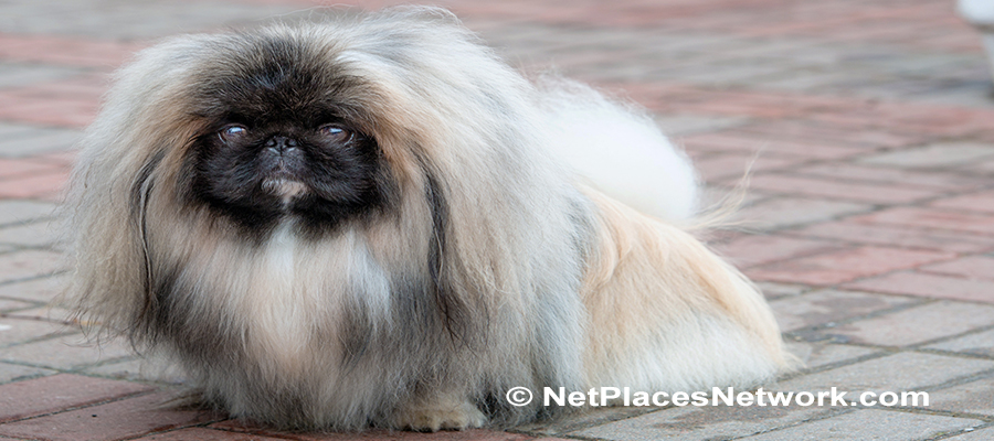 Snub-Nosed Dogs > Pekingese