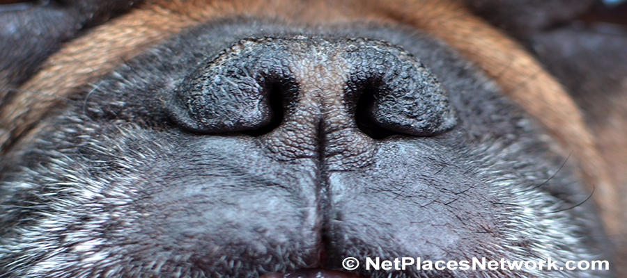 Snub-Nosed Dogs > French Bulldog Nose