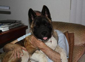 AKITA PUPPY TREASURE THOMPSON