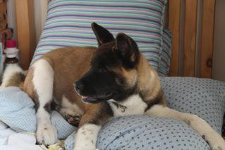 AKITA PUP TREASURE THOMPSON