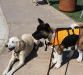 DO AKITAS LIKE WATER? THOMPSON