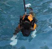 DO AKITAS SWIM?  LESLIE'S DOES!