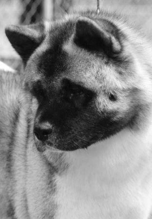 The Akita head should be broad, powerful, and as BJ Andrews says "A Symphony of Triangles" low set triangular shaped ears, small triangular shaped eyes...