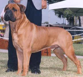 Bullmastiff breed example is Ch. Tauralan Red Teddy, owned by Carol Beans, Tauralan Bullmastiffs (1233)