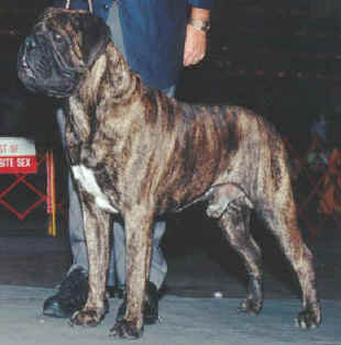 Bullmastiff example is Jean Robinson's Ch. Leatherneck Ishannas Shadowboxer