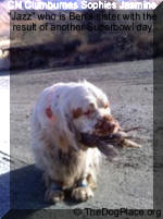 CH Clumburnes Sophies Jasmine “Jazz” who is Ben’s sister with the result of another Superbowl day!