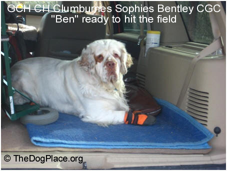 GCH CH Clumburnes Sophies Bentley CGC “Ben” ready to hit the field