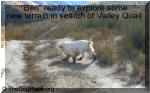  GCH CH Clumburnes Sophies Bentley CGC “Ben” ready to explore some new terrain in search of Valley Quail.