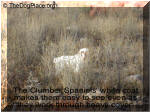 The Clumber Spaniels’ white coat makes them easy to see even as they work through heavy cover.