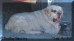 MY MVP, GCH CH Clumburnes Sophies Bentley CGC “Ben”, every day in the field with your Clumber Spaniel is a Superbowl.