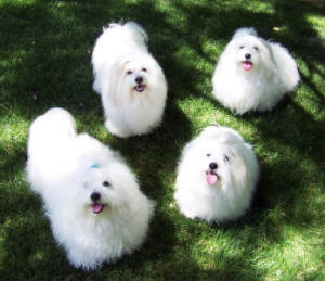 What could be better than Coton companion?  FOUR Cotons!