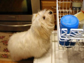 curious Coton de Tulear