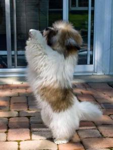 Coton puppy dancing on hind legs!