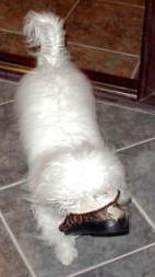 The Coton Assistance Dog is taught not to chew owner belongings.