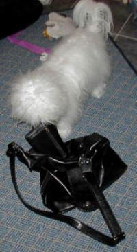 Brice, the Coton, showed early aptitude for becoming an Assistance Dog