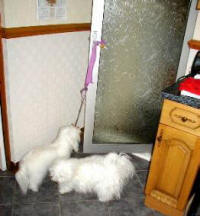 Coton Assistance Dogs open a door for thier owner