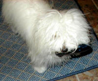 The Coton de Tulear's good nature and devotion make it an ideal Assistance Dog