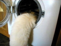 This little Coton de Tulear unloads the washing machine for her owner