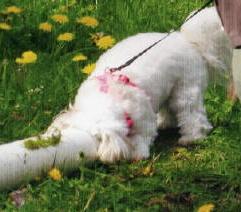 TiaCotons Kaili Coton de Tulear Nosework Scent working dog
