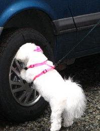 Nose work- Coton de Tulear- Kaili and Cynthia Fry