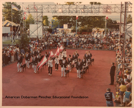 Photo courtesy CinDee Byer and American Doberman Pinscher Educational Foundation