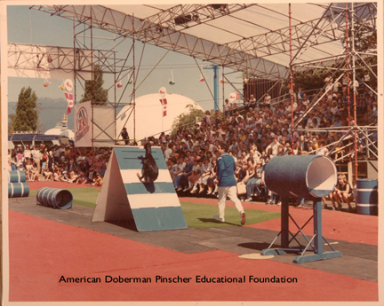 Photo courtesy CinDee Byer and American Doberman Pinscher Educational Foundation