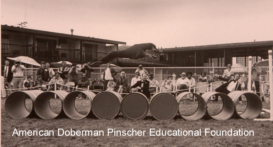 Courtesy CinDee Byer and American Doberman Pinscher Educational Foundation