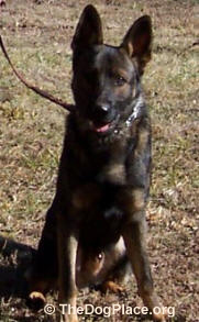 FOUR GERMAN SHEPHERD TYPES - TRAINING CZECH IMPORTS