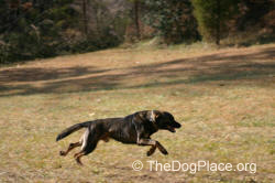 FOUR GERMAN SHEPHERD TYPES - TRAINING CZECH IMPORTS