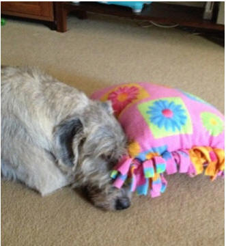 Irish Wolfhound "Leo" exemplifies the gentleness and character of this magnificent breed