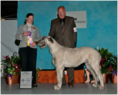 Leo exemplifies the structure and character of the Irish Wolfhound